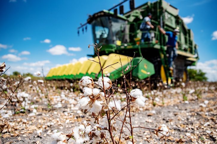 The Consequence Of Drought And Heat: A Cotton Crisis Is Upon Us ...