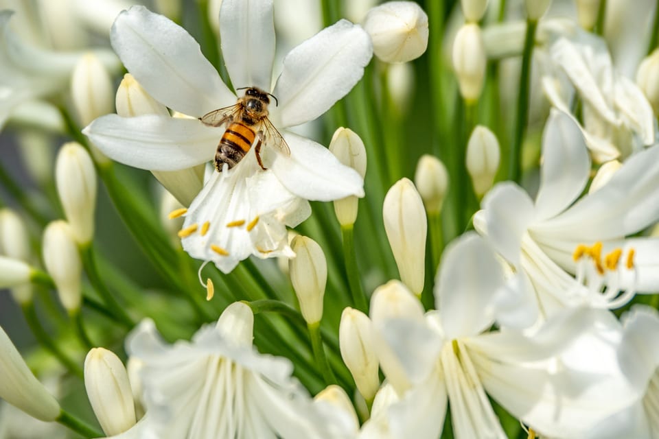 Eight Mind-Blowing Facts About Bees You've Probably Never Heard Before ...