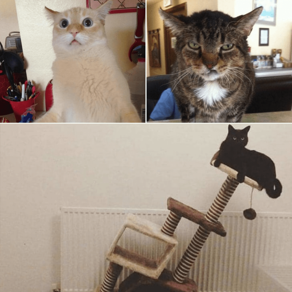 When You Think You've Seen Enough Cats Online, They Find a ...
